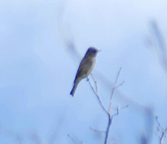 Western Wood-Pewee - Matt Blaze