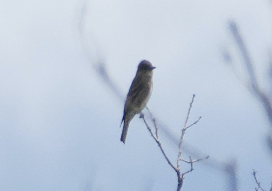 Western Wood-Pewee - Matt Blaze