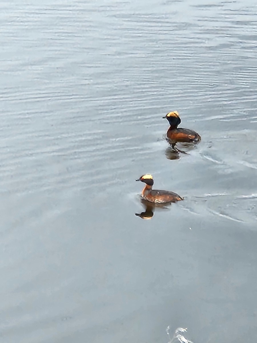 Horned Grebe - ML619601954