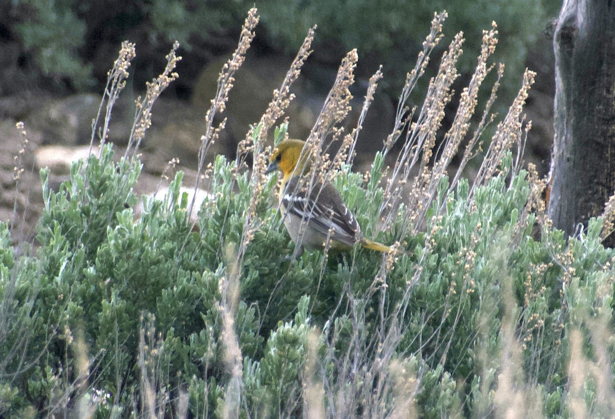 Bullock's Oriole - Matt Blaze