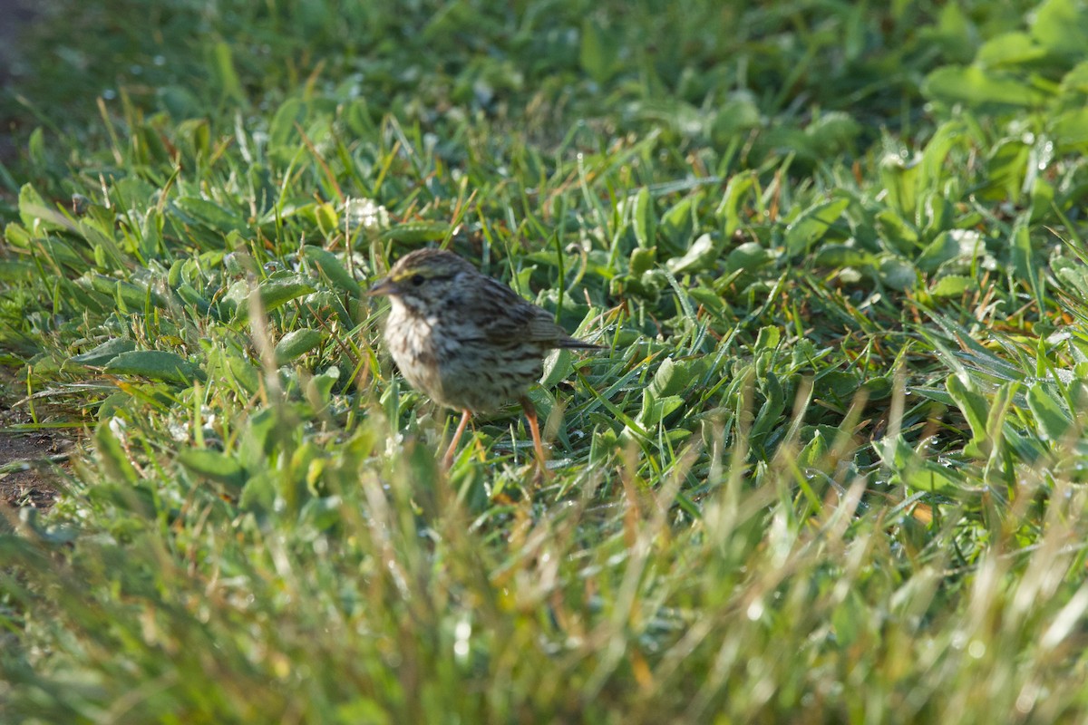 Savannah Sparrow - Deanna McLaughlin