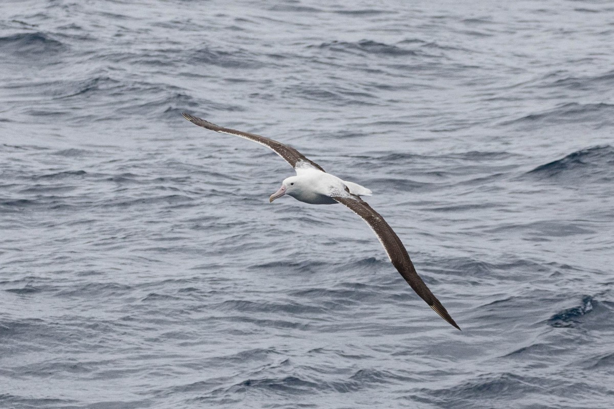 Southern Royal Albatross - Denis Corbeil