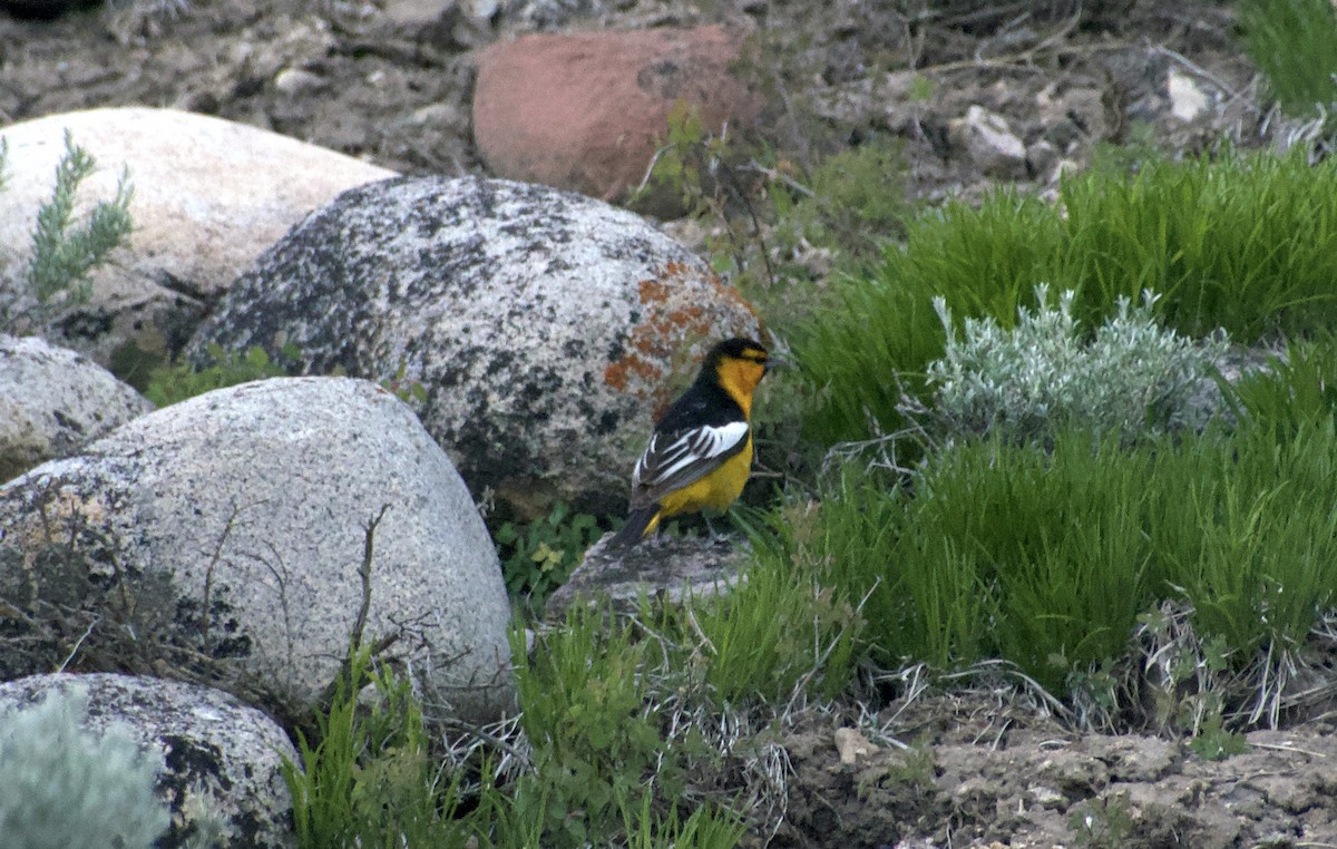 Bullock's Oriole - Matt Blaze