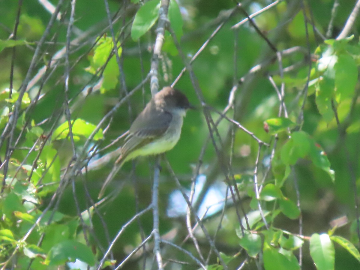 Yellow-bellied Flycatcher - ML619601964