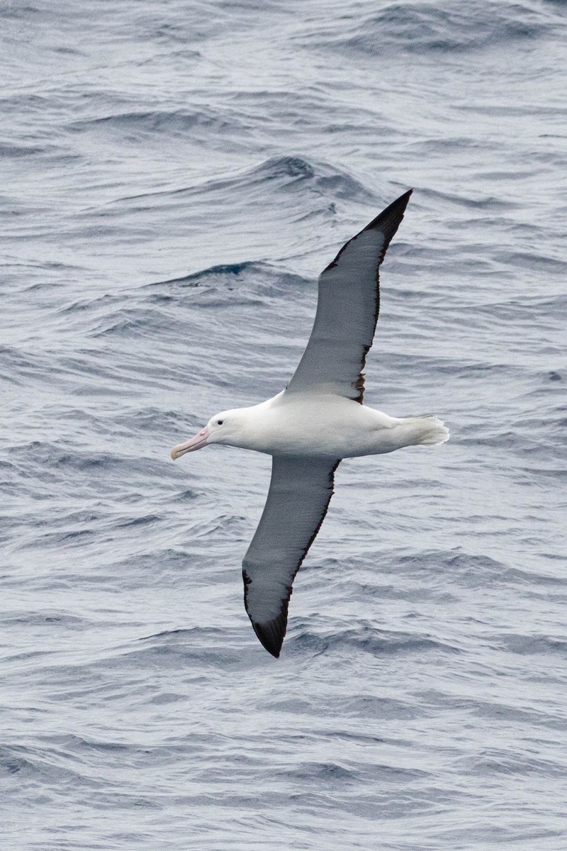 Southern Royal Albatross - Denis Corbeil