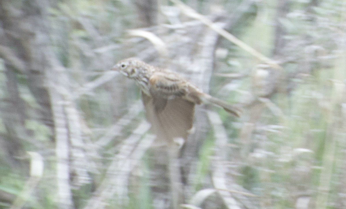 Vesper Sparrow - Matt Blaze