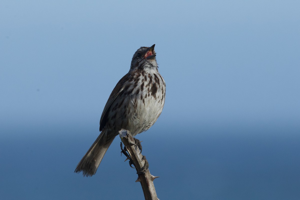 Song Sparrow - Deanna McLaughlin