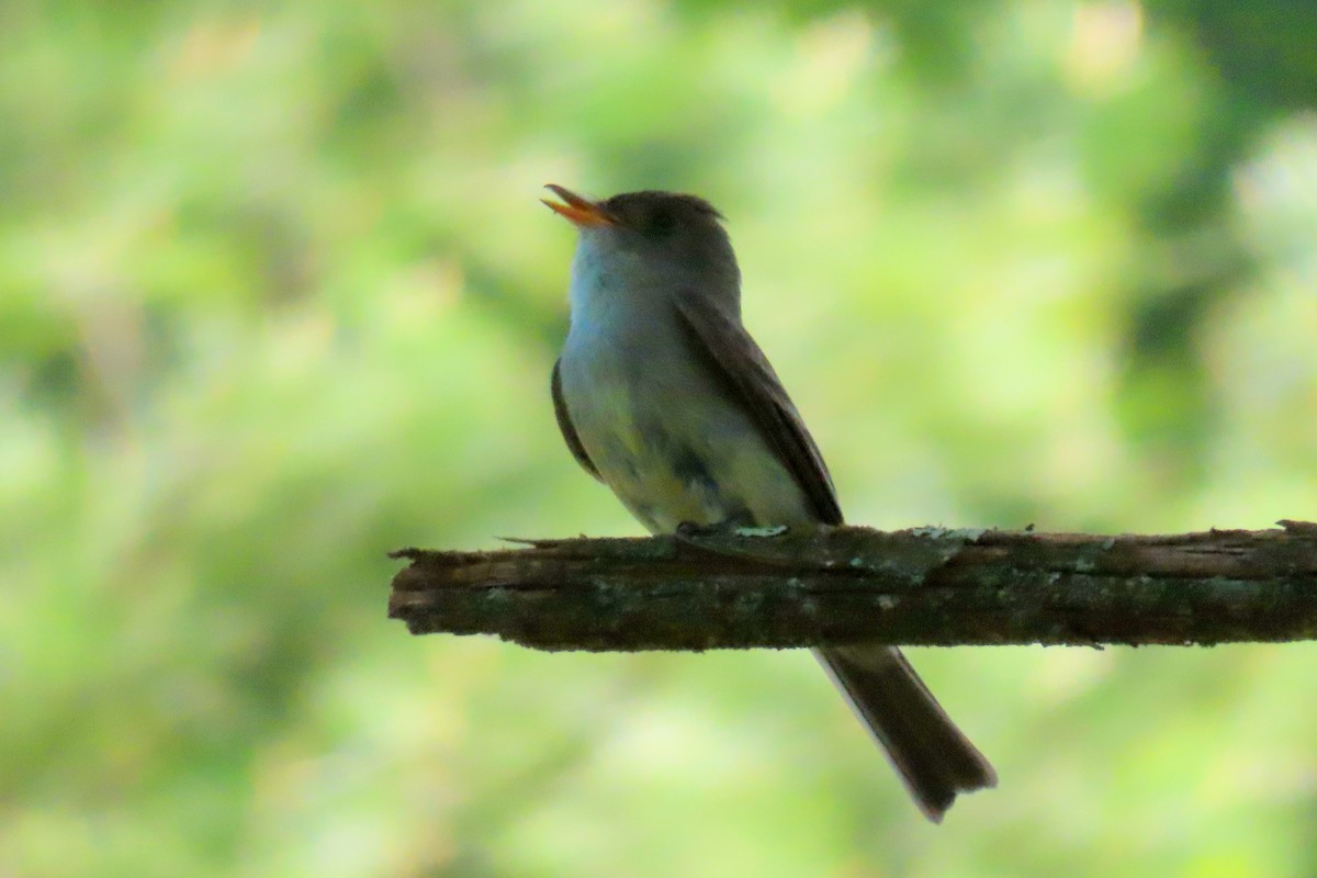 Eastern Wood-Pewee - Margaret Higbee