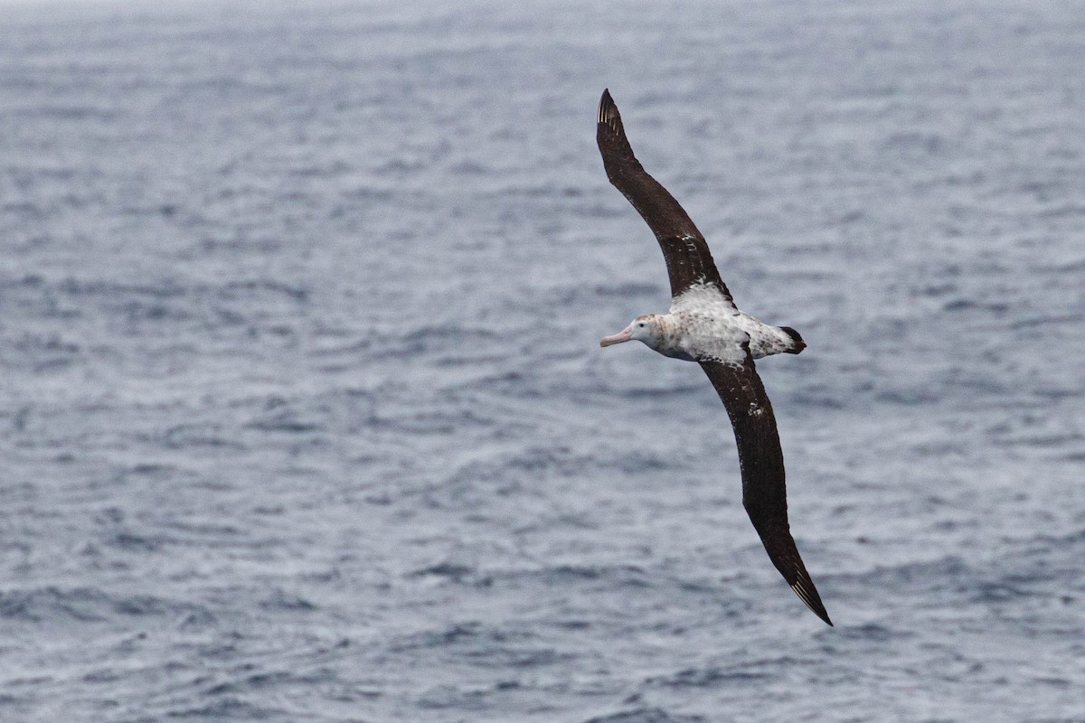 Snowy Albatross - Denis Corbeil