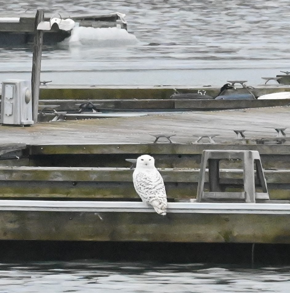 Snowy Owl - Nicolle and H-Boon Lee