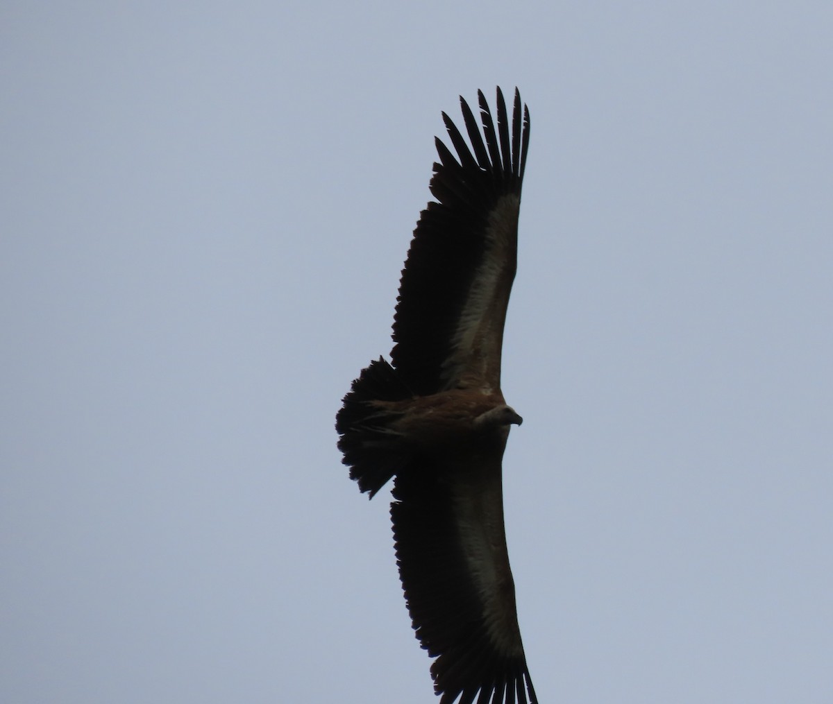 Eurasian Griffon - Doug Kibbe