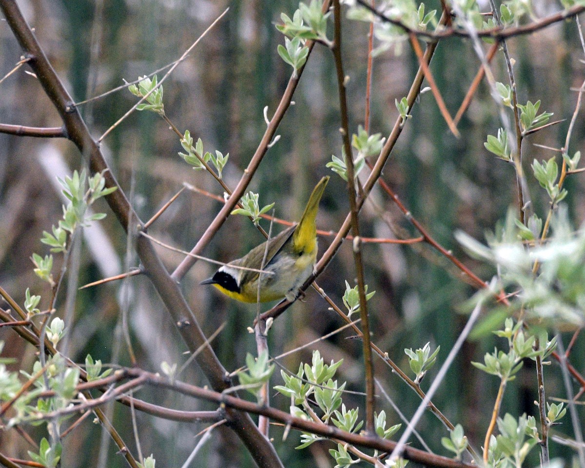 Common Yellowthroat - Rich and Lynne Glassford
