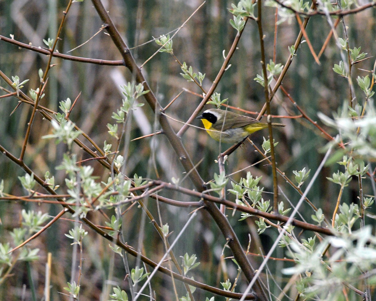 Common Yellowthroat - Rich and Lynne Glassford