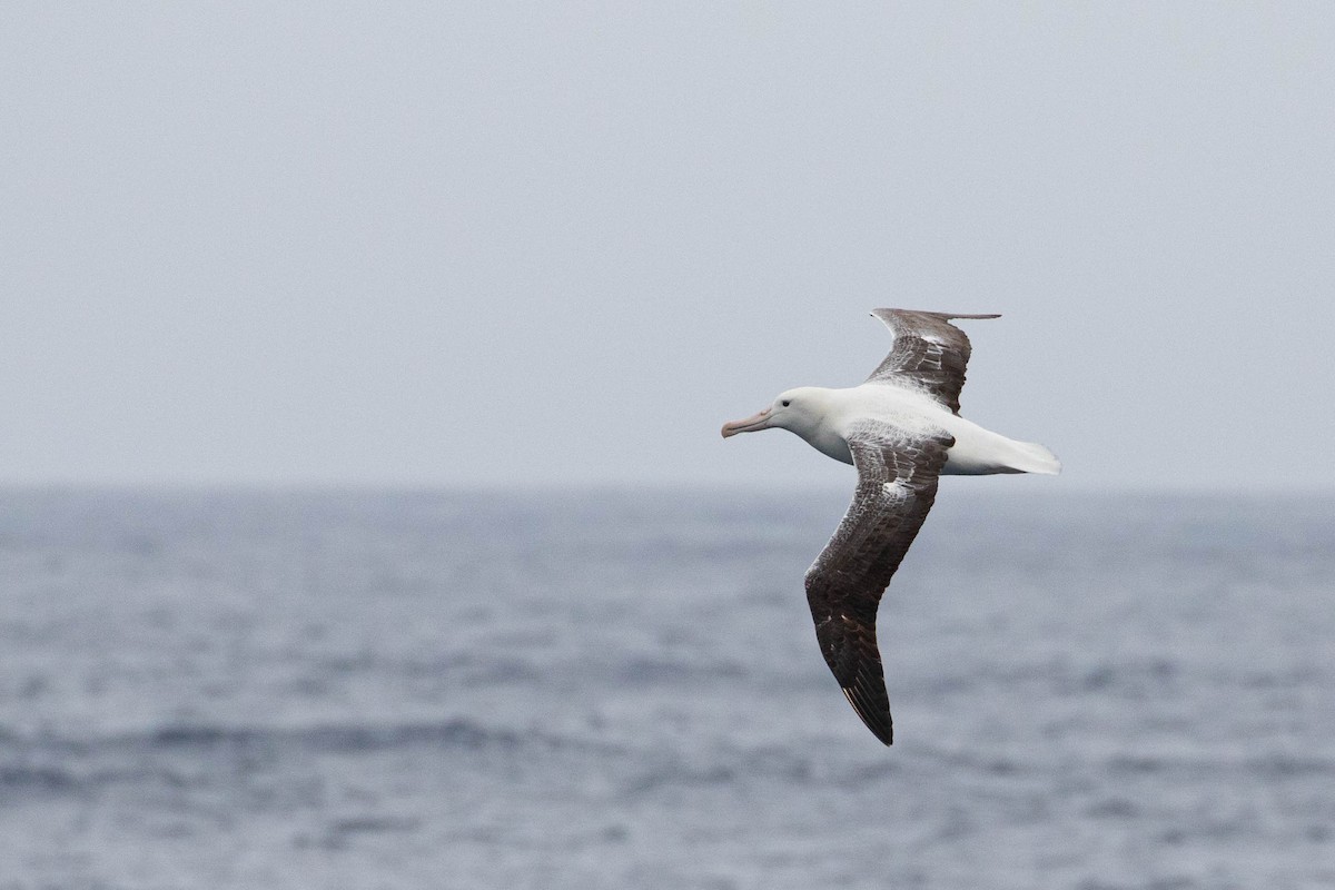 Southern Royal Albatross - Denis Corbeil