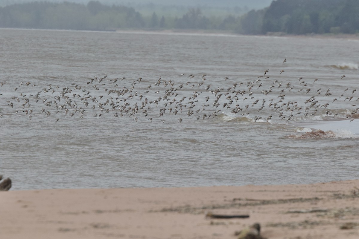 Sanderling - Karl Bardon