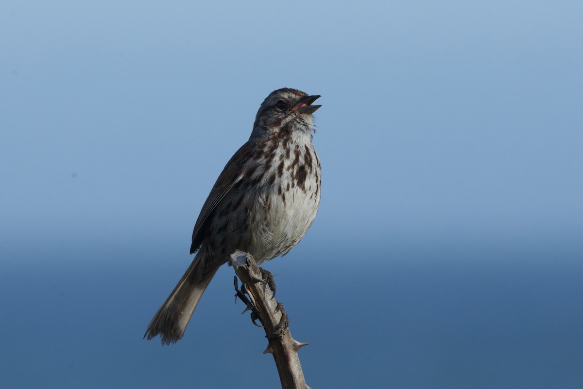 Song Sparrow - ML619601993