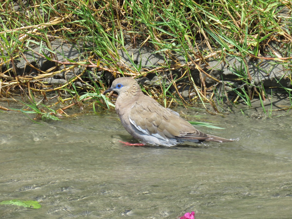 West Peruvian Dove - ML619601997