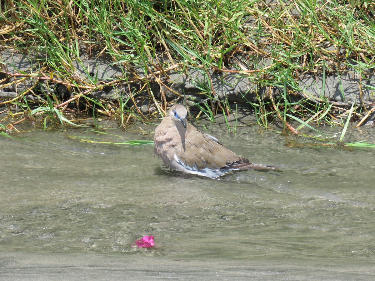 West Peruvian Dove - ML619601998