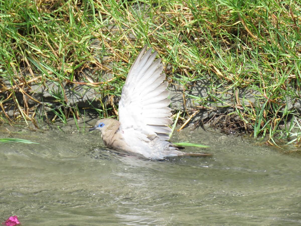 West Peruvian Dove - ML619601999