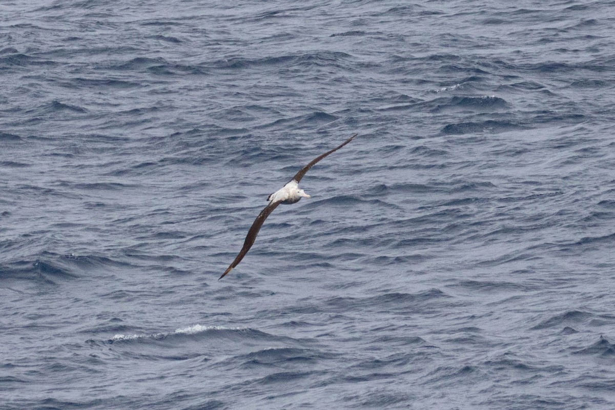 Snowy Albatross - Denis Corbeil