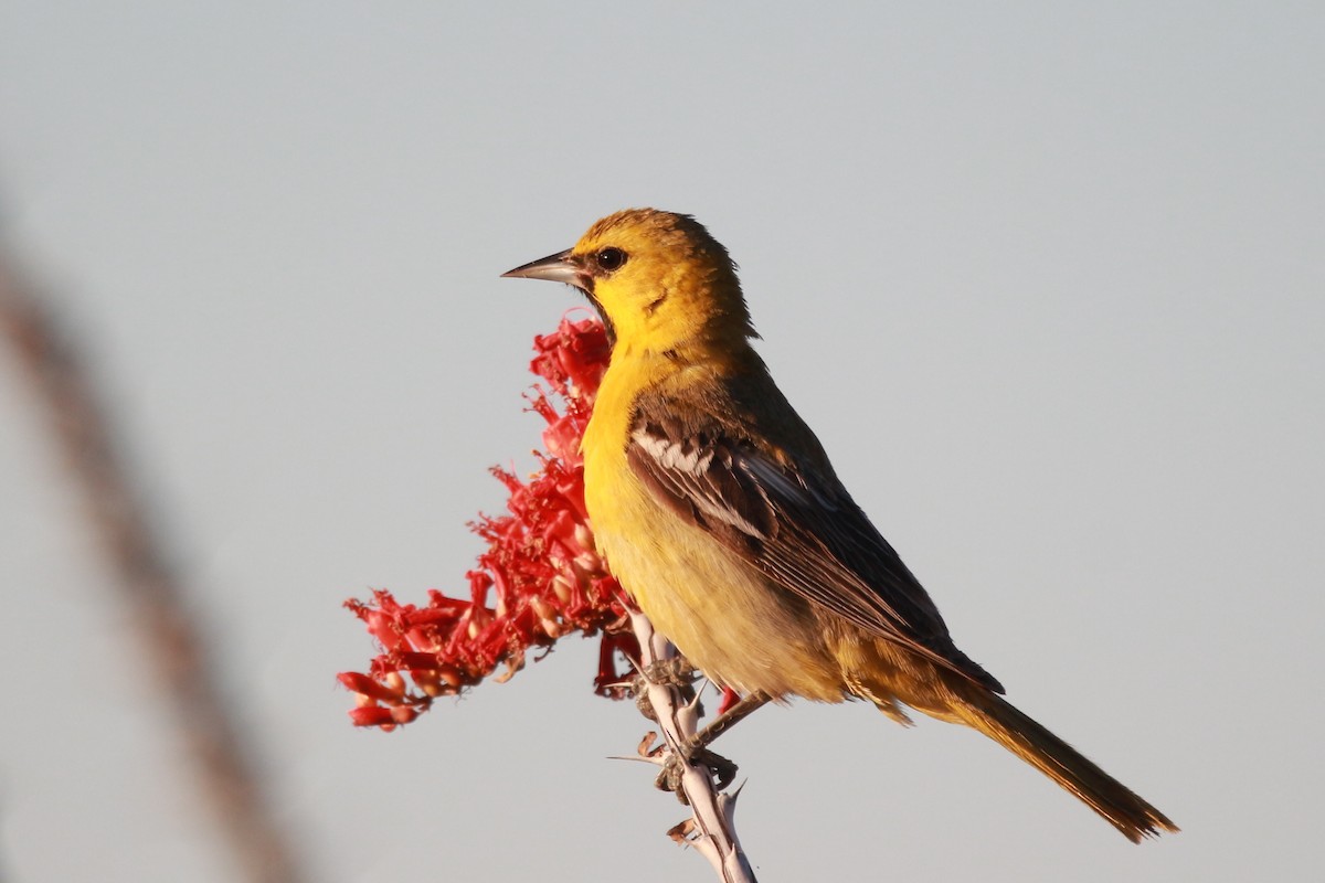 Bullock's Oriole - Jesse Pline