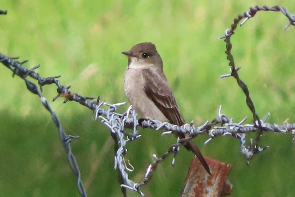 Western Wood-Pewee - Claire Weiser