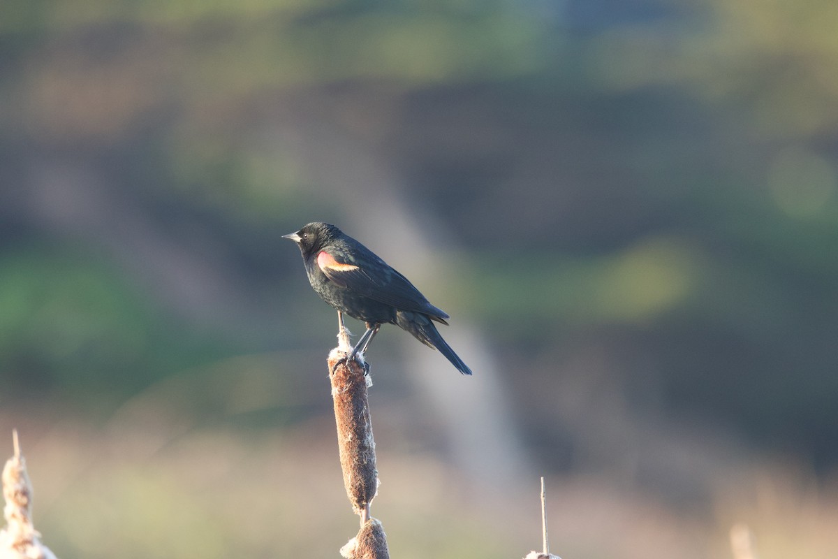 Red-winged Blackbird (California Bicolored) - Deanna McLaughlin