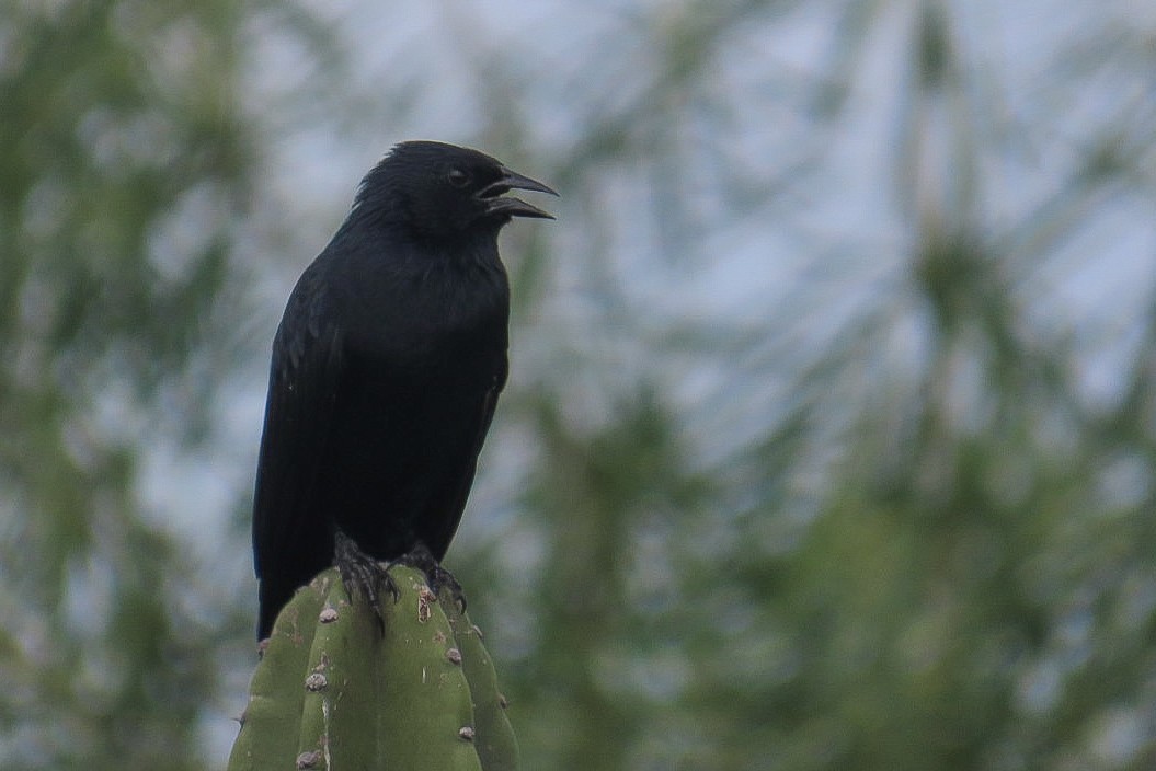 Bolivian Blackbird - Itamar Donitza