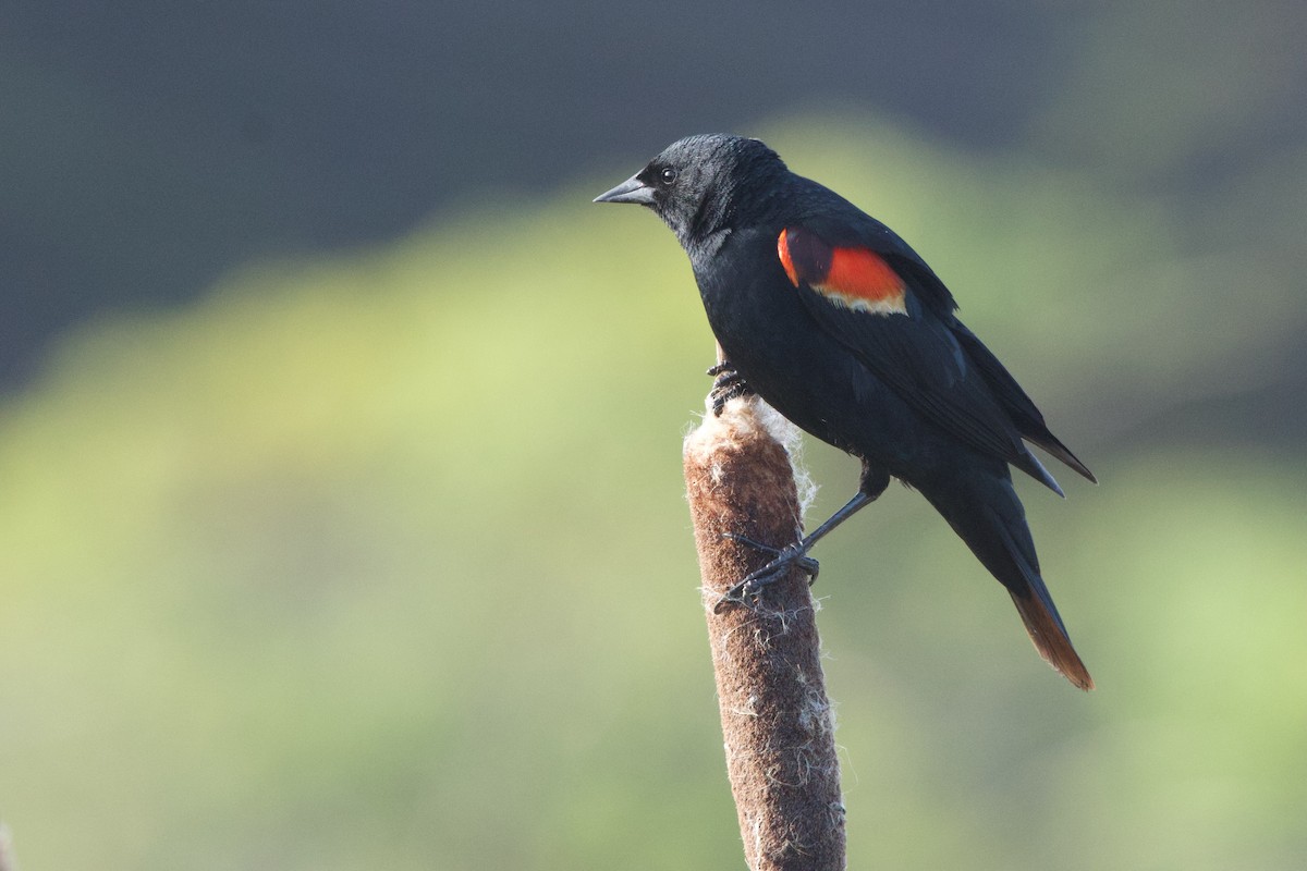 Red-winged Blackbird (California Bicolored) - Deanna McLaughlin