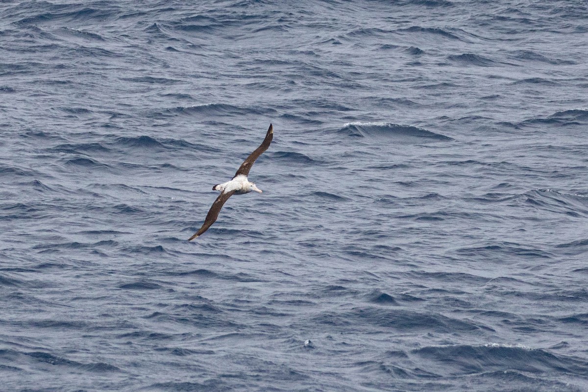 Snowy Albatross - Denis Corbeil