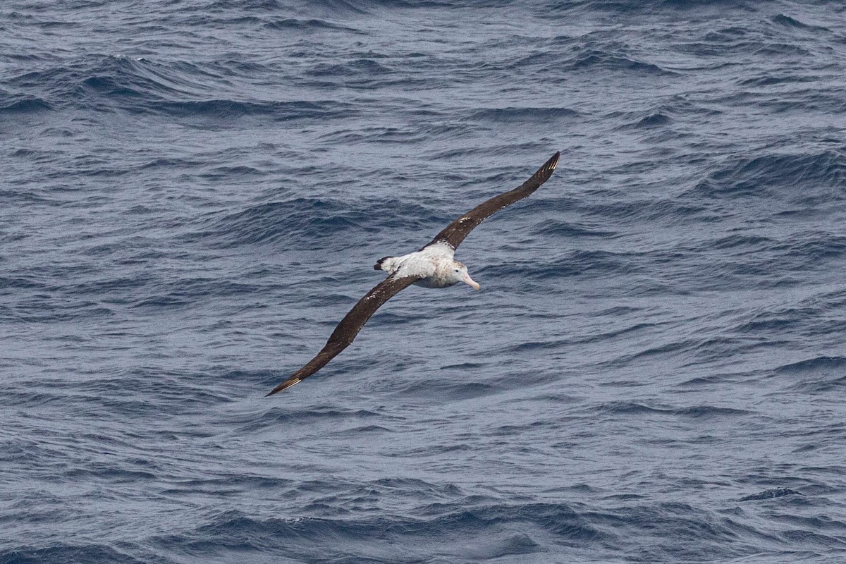 Snowy Albatross - Denis Corbeil