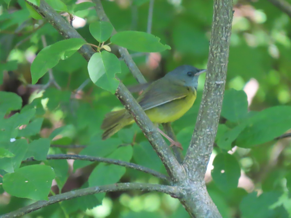 Mourning Warbler - Herky Birder