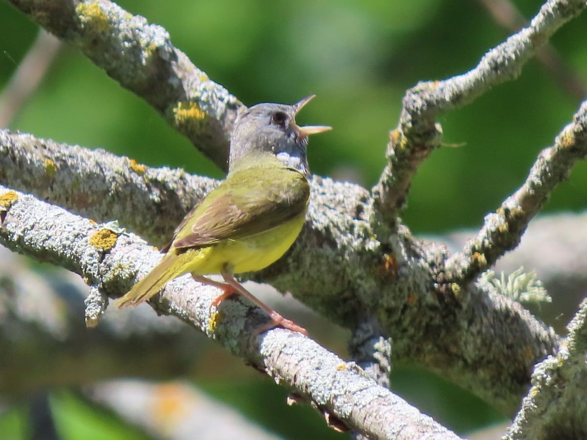 Mourning Warbler - Herky Birder