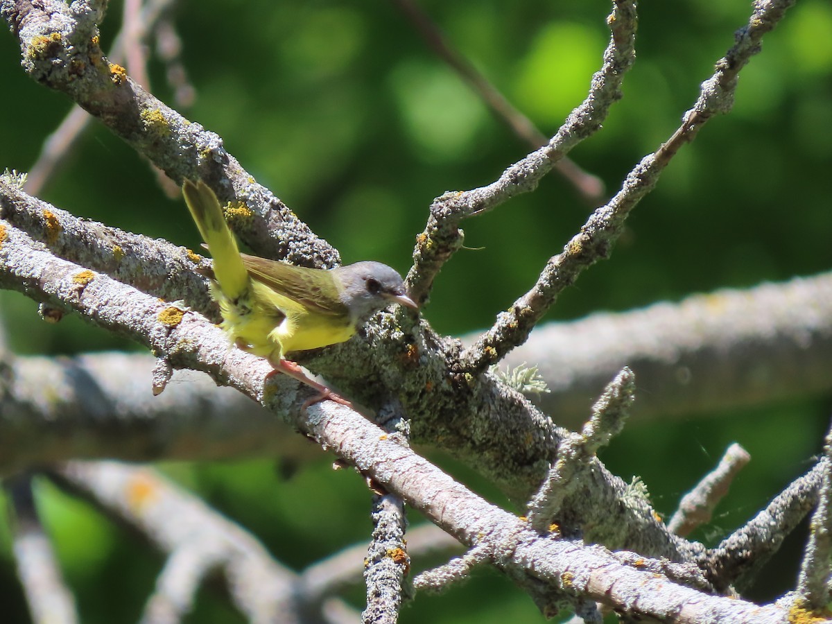 Mourning Warbler - Herky Birder