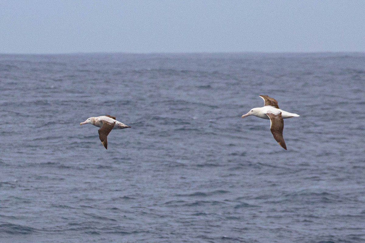 Albatros hurleur - ML619602019