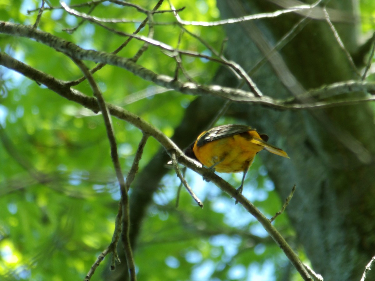 Baltimore Oriole - Kristos Said Kendall