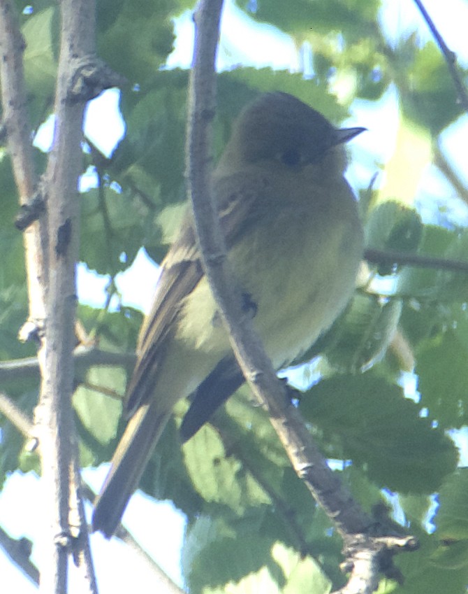 Hammond's Flycatcher - Dave Trochlell