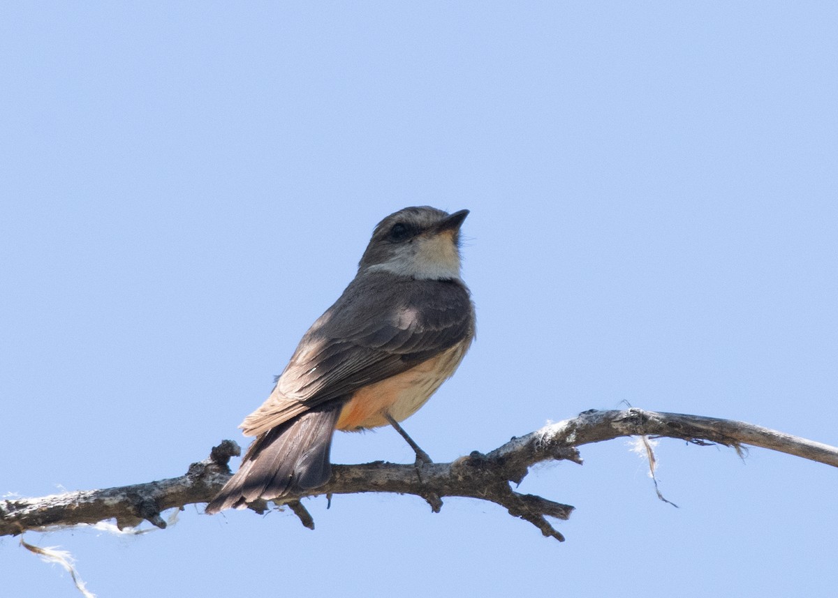 Vermilion Flycatcher - Bente Torvund