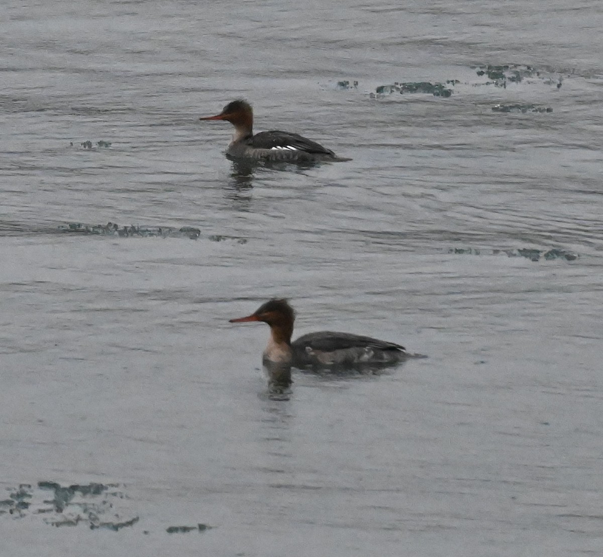 Red-breasted Merganser - Nicolle and H-Boon Lee