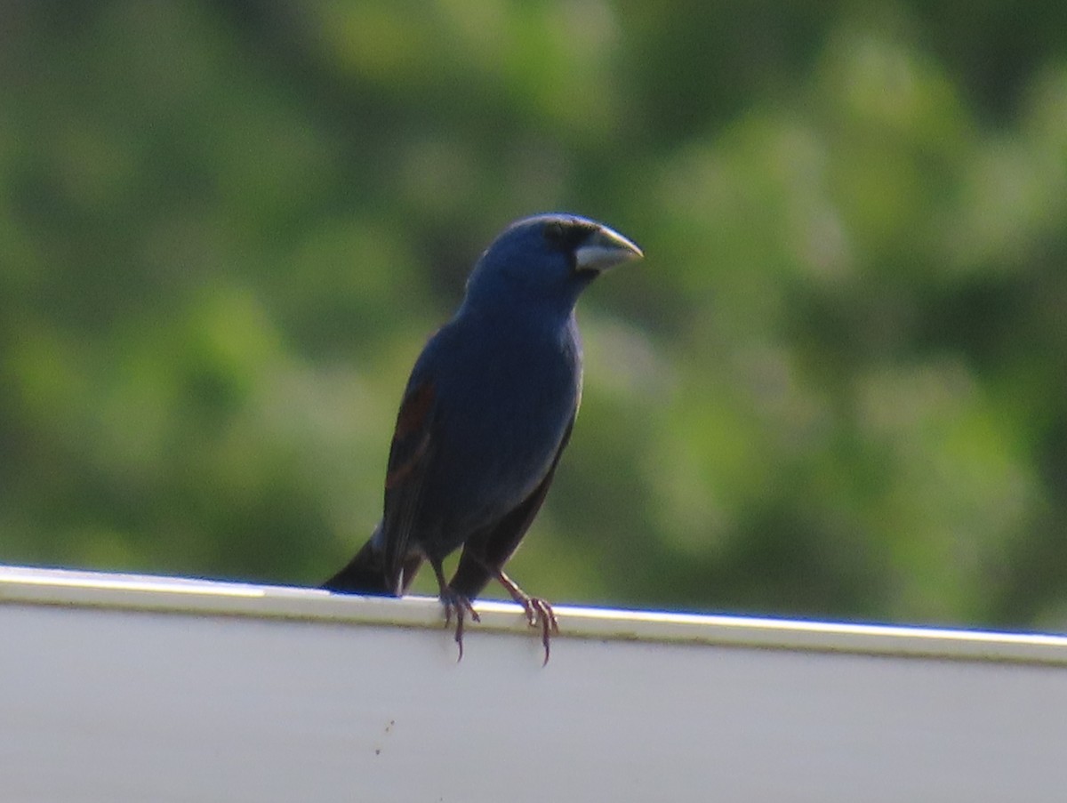 Blue Grosbeak - Ken Clark