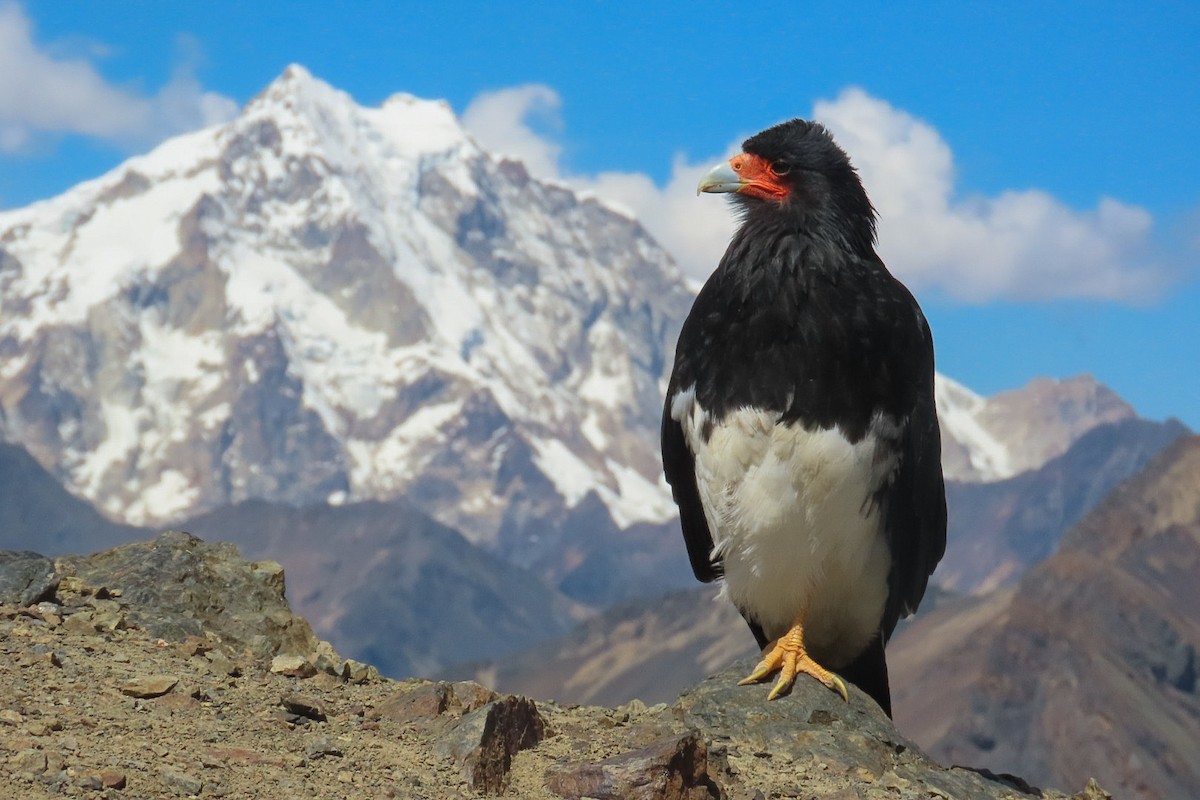 Mountain Caracara - Itamar Donitza