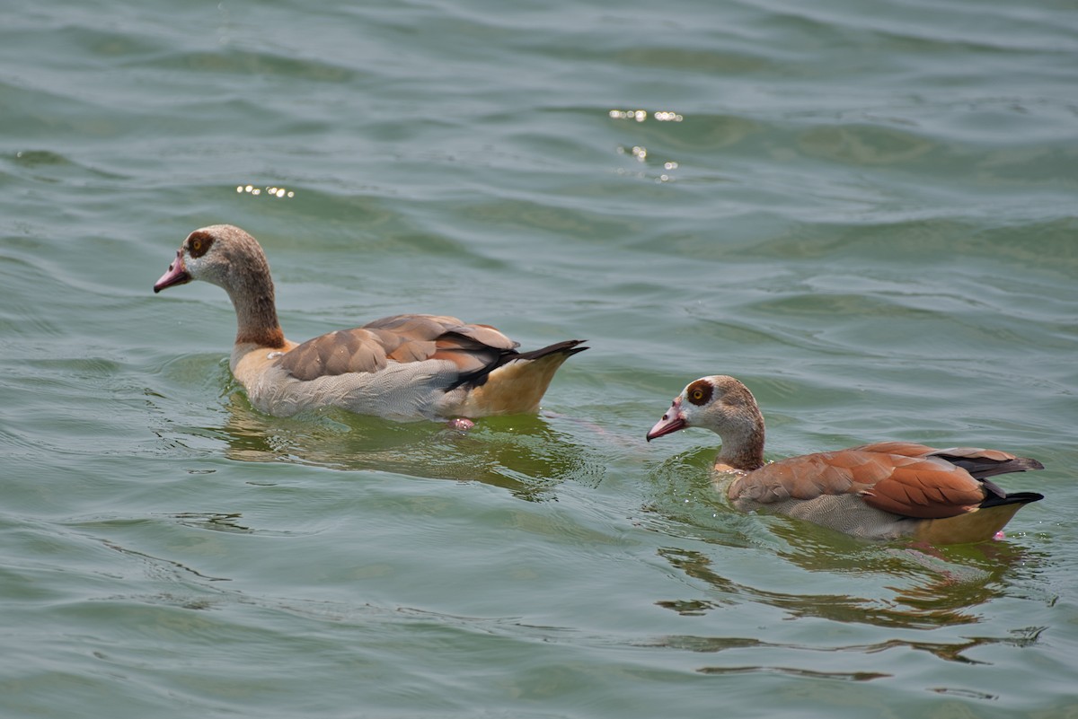 Egyptian Goose - ML619602035