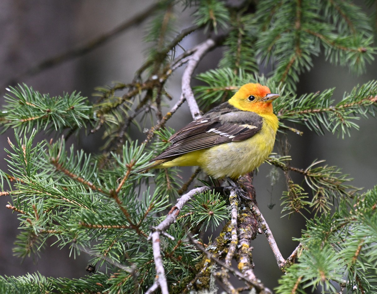 Western Tanager - Susan and Andy Gower/Karassowitsch