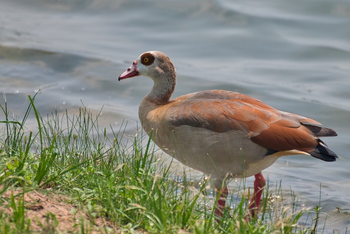 Egyptian Goose - Donald Fullmer