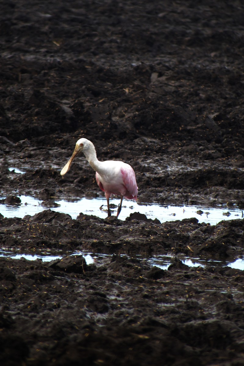 Roseate Spoonbill - Aneth Pérez