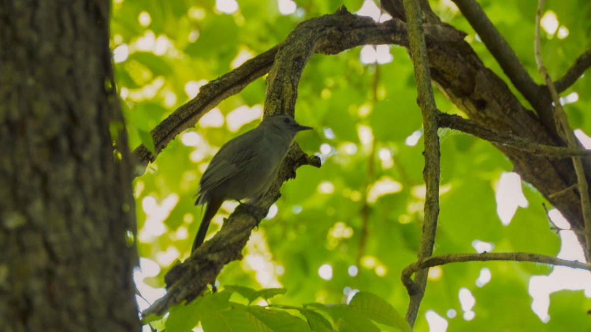 Gray Catbird - Jennifer Hernandez