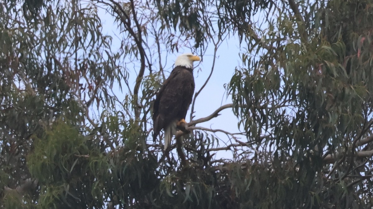 Bald Eagle - Alistair Skinner