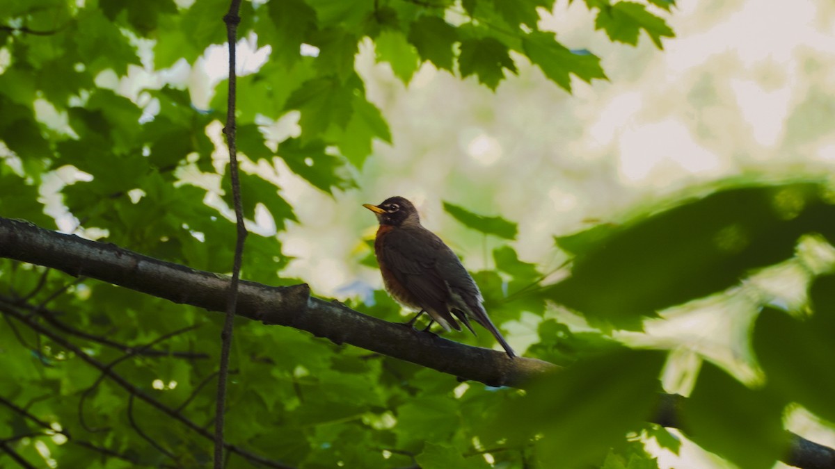 American Robin - Jennifer Hernandez