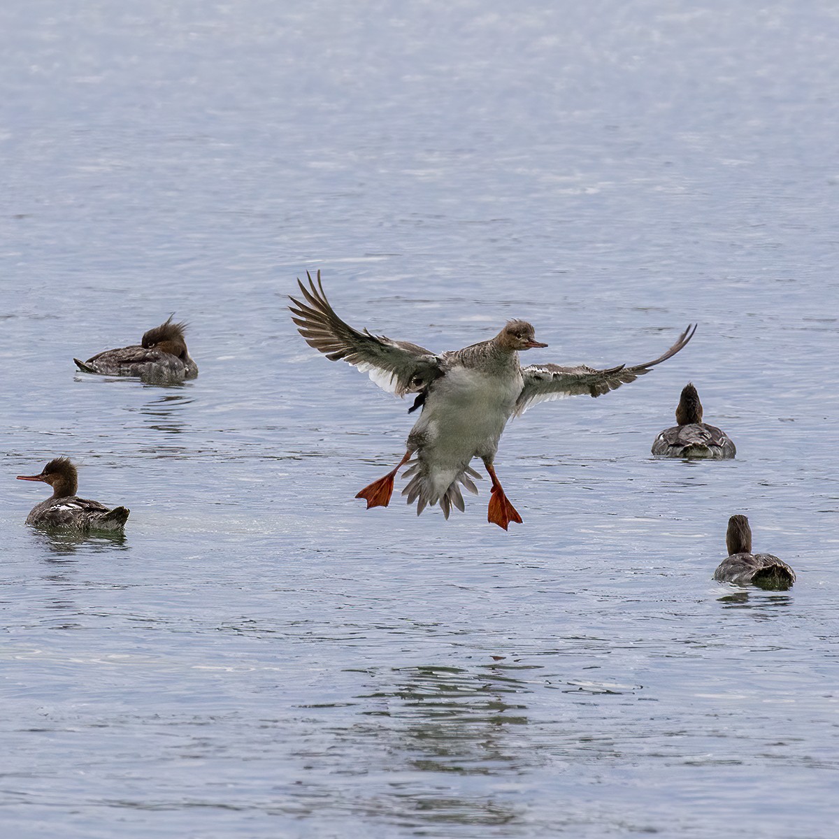 Red-breasted Merganser - Dan Vickers