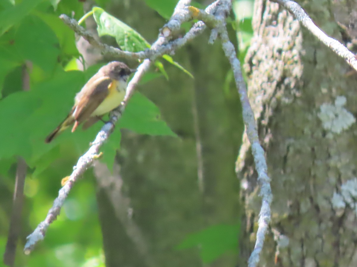 American Redstart - Herky Birder